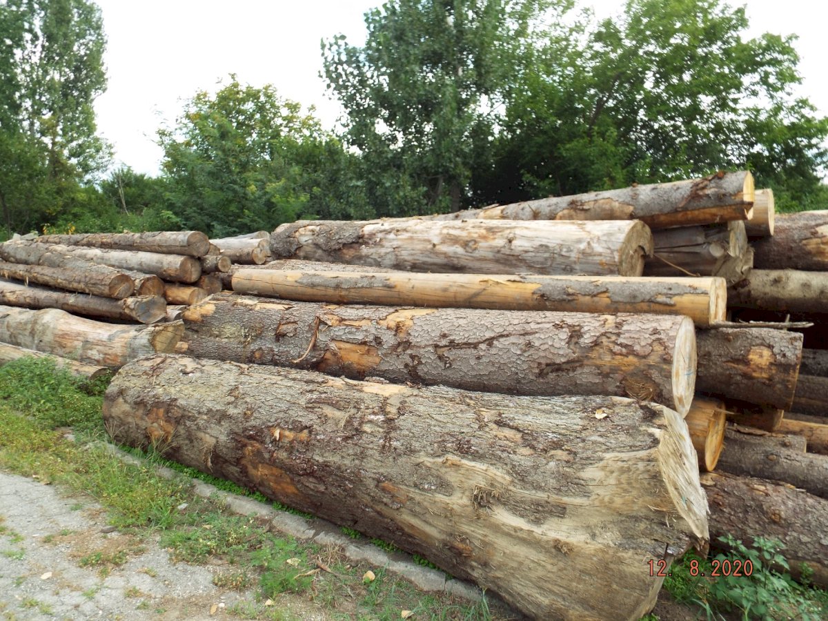 NEADJUDECAT -  Material Lemnos: Lot 3 - 53,73 m3 lemn rotund esență rășinoasă, specia molid